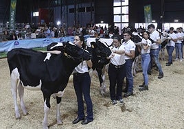Concurso de manejadores en la Feria de San Antonio en Gijón, en imágenes