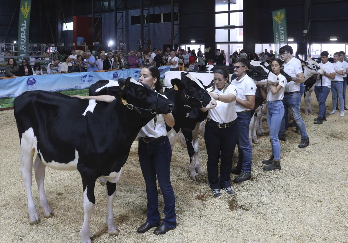 Concurso de manejadores en la Feria de San Antonio en Gijón, en imágenes