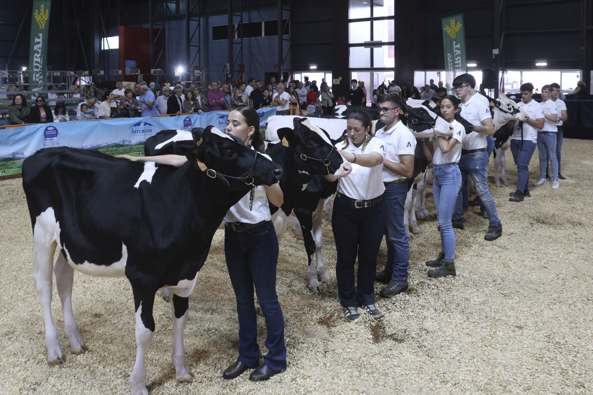 Concurso de manejadores en la Feria de San Antonio en Gijón, en imágenes