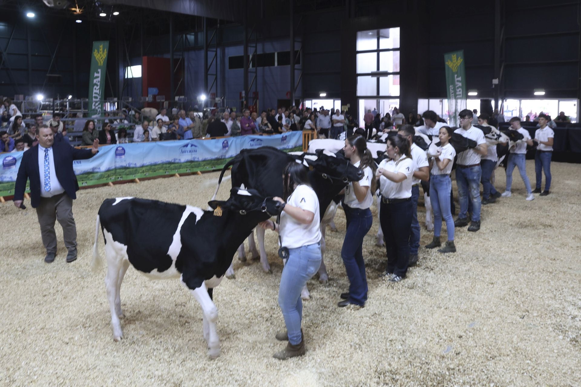Concurso de manejadores en la Feria de San Antonio en Gijón, en imágenes