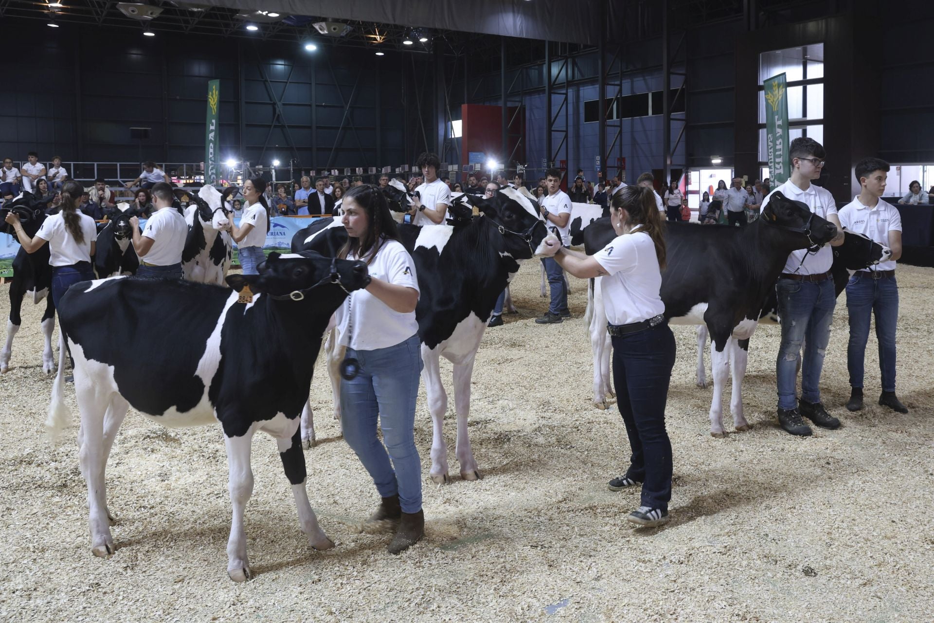 Concurso de manejadores en la Feria de San Antonio en Gijón, en imágenes