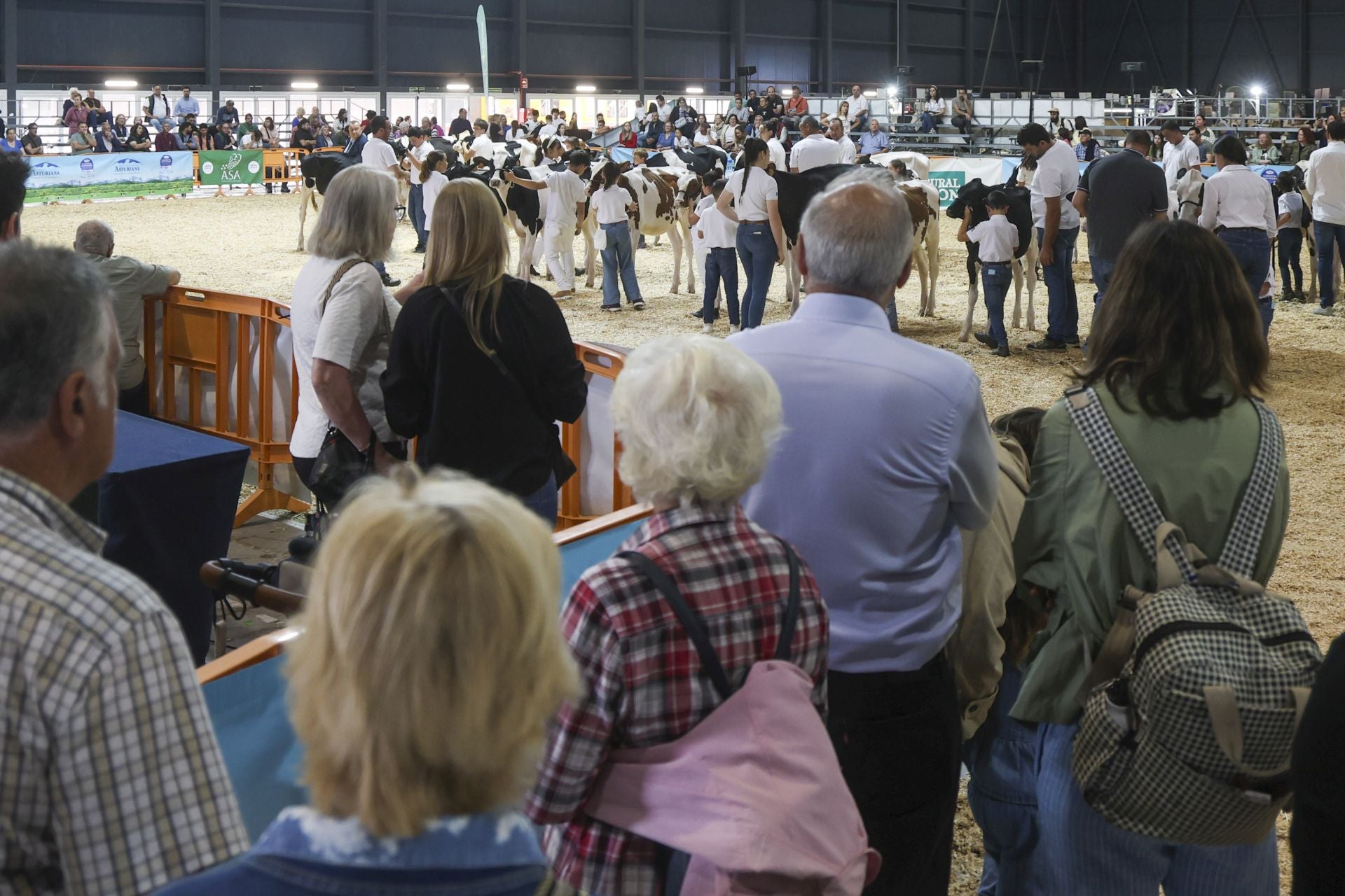 Concurso de manejadores en la Feria de San Antonio en Gijón, en imágenes