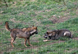 Dos ejemplares de lobo, en Belmonte.