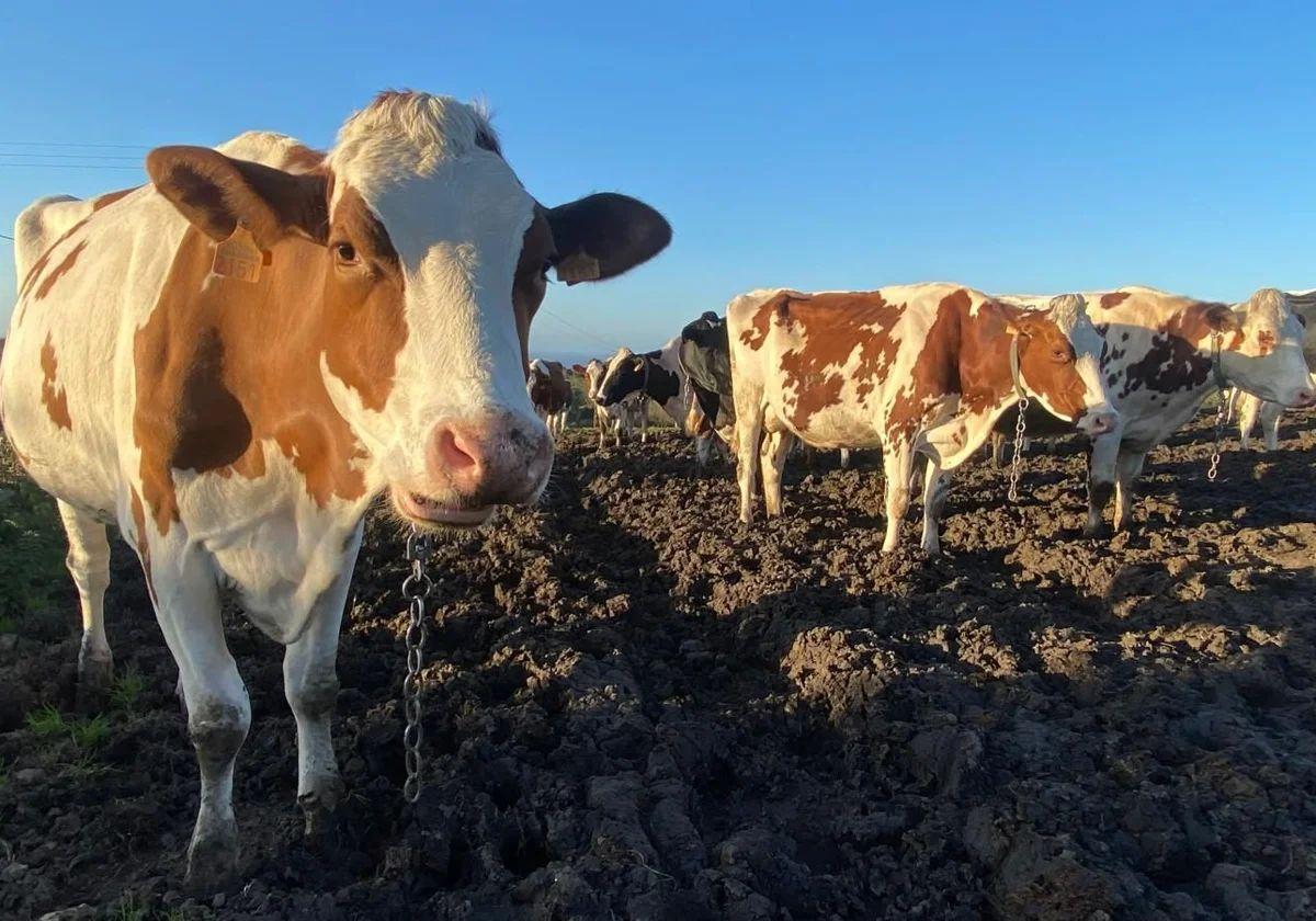 Vacas lecheras pintas, en una explotación de Luces, en Colunga, cerca del Faro de Lastres.