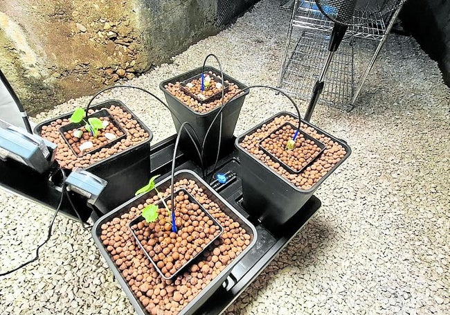 Algunos de los brotes de wasabi, en planta y en tallo.