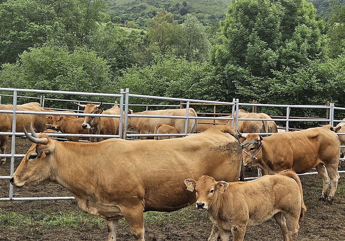Un grupo de vacas a la venta en la Feria de Corao este año.