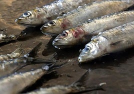 El mejor momento de la sardina empieza ahora