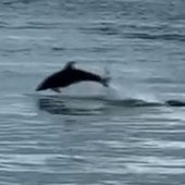 Un grupo de delfines se divierte en la playa de San Lorenzo