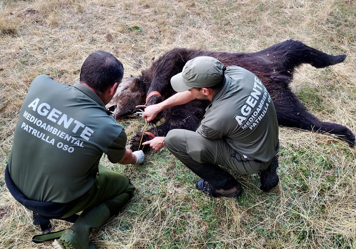 Los agentes de la Patrulla Oso, con el ejemplar muerto hallado.