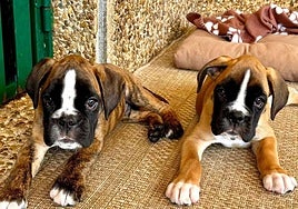 Barry y Stubby posando para la foto.