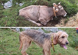 La vaca y la perra rescatadas en Asturias.