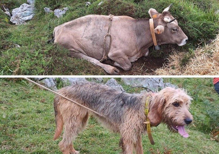 Rescates de película en Asturias: trasladan en helicóptero a una vaca y sacan a una perra de un pozo
