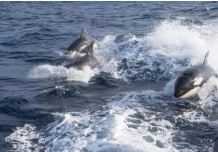 'Ataque' de un grupo de orcas a una embarcación a la altura de Llanes