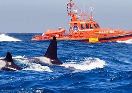 Una embarcación de Salvamento Marítimo observa a dos orcas en aguas del Estrecho de Gibaltrar.