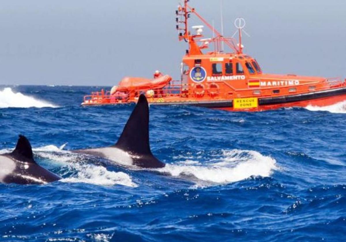 Dos orcas ante una embarcación de Salvamento Marítimo en el Estrecho de Gibraltar, donde es habitual su presencia.