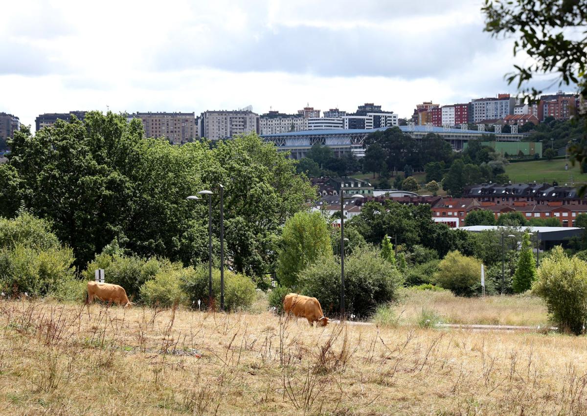 Imagen secundaria 1 - Las trescientas viviendas públicas de La Florida y La Corredoria, en Oviedo, comenzarán a construirse en un año