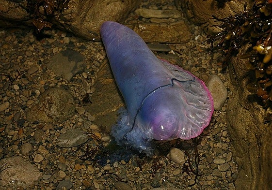 Una carabela portuguesa en la playa de San Lorenzo hace algunos años.