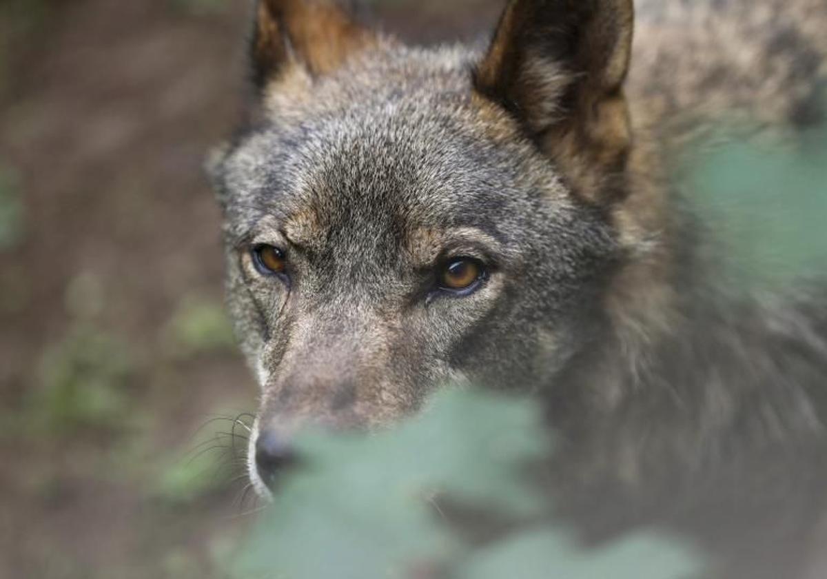 La Fiscalía de Asturias ve delito en la muerte de dos lobos hallados en Ponga con orificios de bala