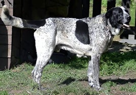 El mastín asturiano, más cerca de ser reconocido como raza canina