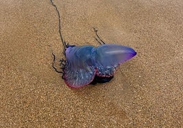 Bandera de alerta de la presencia de medusas ondeando hoy en la playa de San Lorenzo.