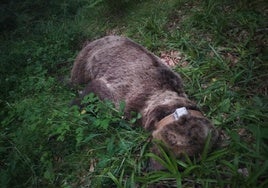Ejemplar de oso pardo hallado muerto en Somiedo.