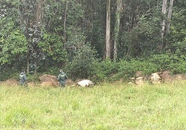 Agentes de la Guardia Civil, junto a las vacas muertas en Pravia.