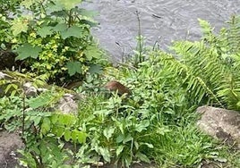 Una rata junto al paseo del río Nalón, cerca del parque Dorado del distrito de Sama