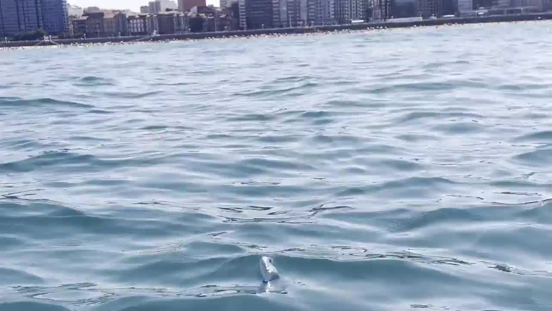 El espectacular vídeo de una carabela portuguesa en la playa de San Lorenzo en Gijón