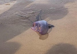 Un ejemplar de carabela portuguesa.
