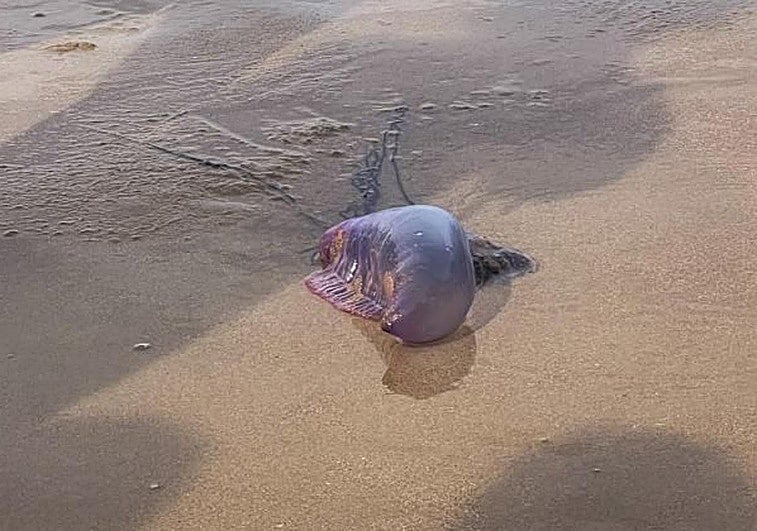 Un ejemplar de carabela portuguesa.