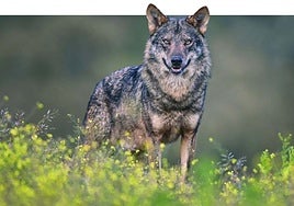 El ataque dejó cuatro ovejas muertas y otra gravemente herida en sus patas traseras. También resultó herido un mastín que se enfrentó al lobo para defender al rebaño