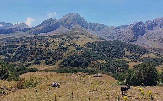 Braña La Cardosina mirando hacia el Fariñentu.