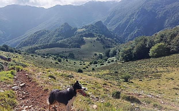 Subiendo hacia la cresta de Peña Rueda, con un territorio de profundos bosques a las espaldas...