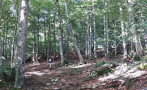 No hace falta caminar mucho: el primer hayedo que se cruza ya es un regalo para los sentidos.