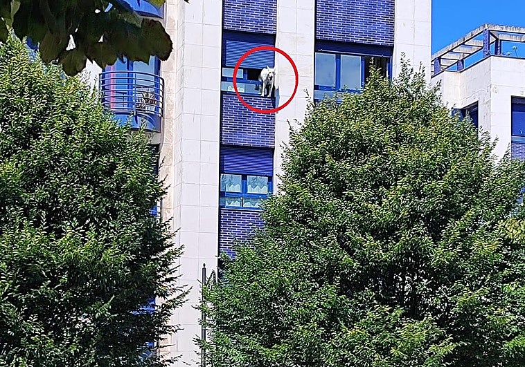 El perro atrapado en la ventana de un edificio de Gijón.
