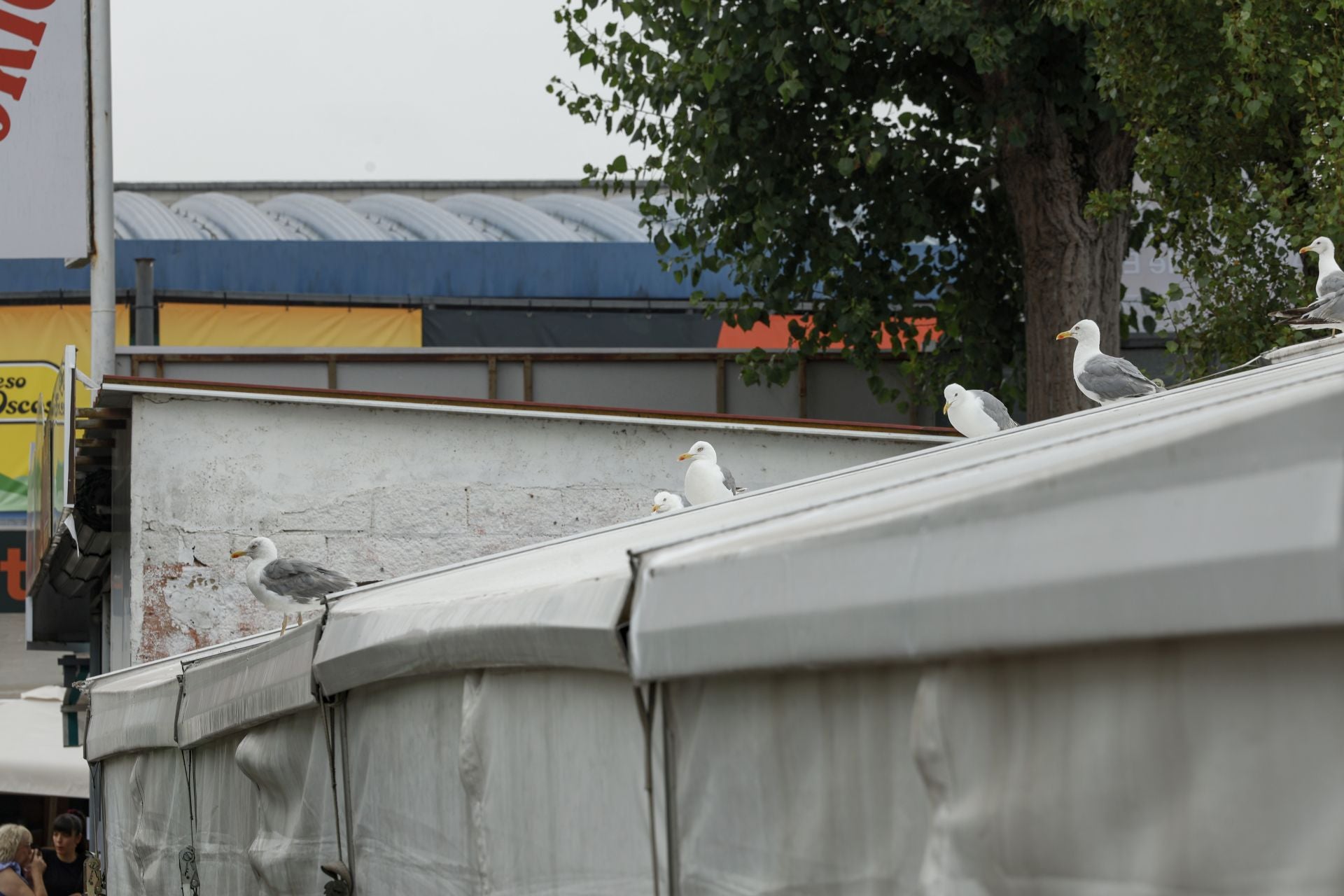 Mafalda, cultura sidrera y tecnología en la Feria Internacional de Muestras de Asturias