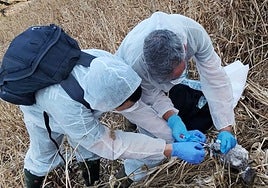 Dos profesionales recogen muestras de uno de los pollos de gaviota muertos en la isla Herbosa, en el entorno del Cabo Peñas, Gozón.