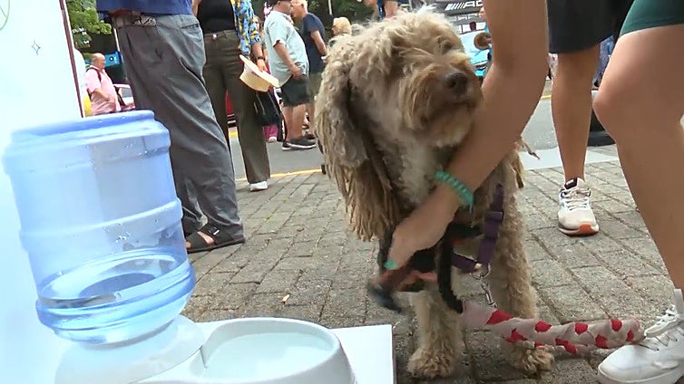Humanos y peludos pasean por la Fidma