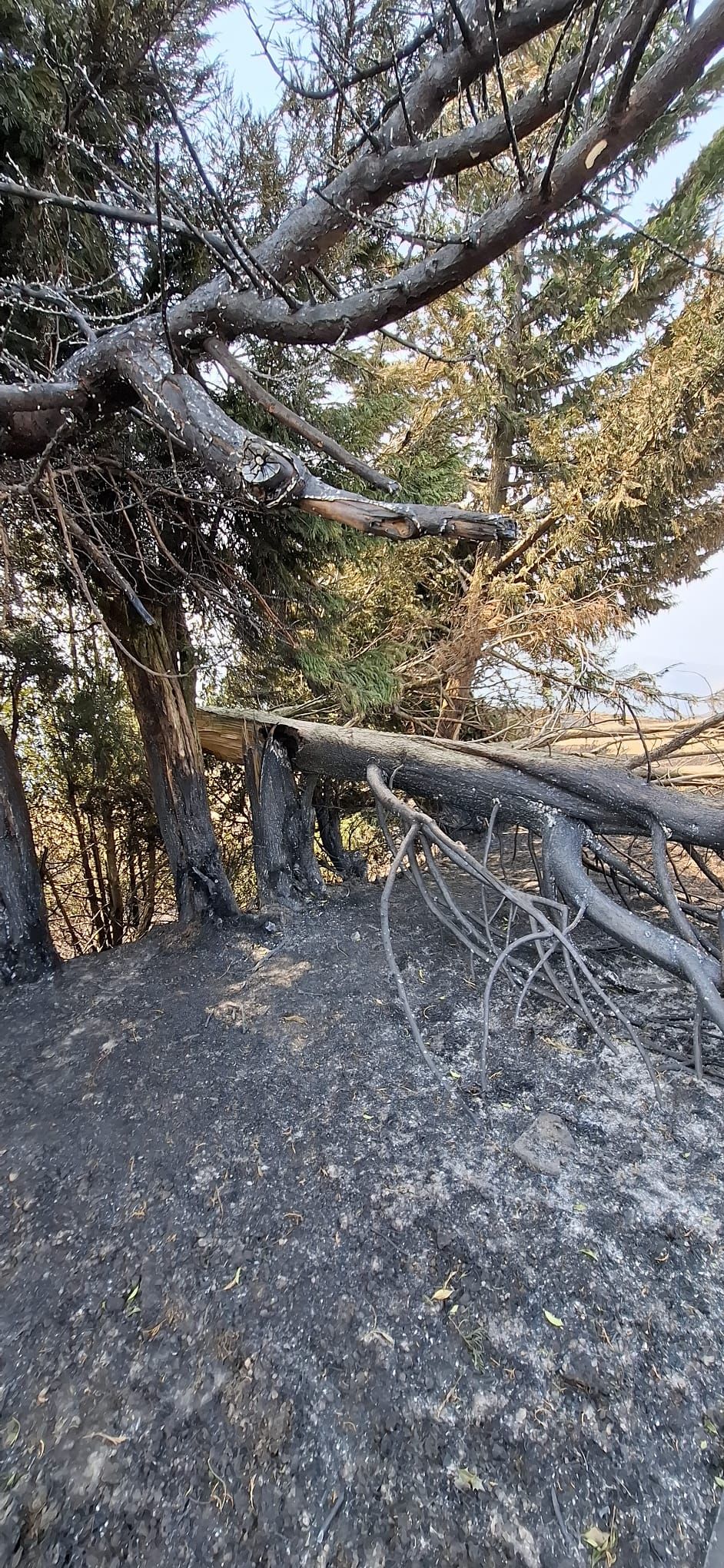 Las consecuencias de los incendios forestales en Cangas del Narcea