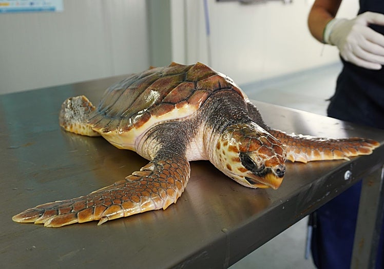 La otra tortuga que será liberada el miércoles día 20.