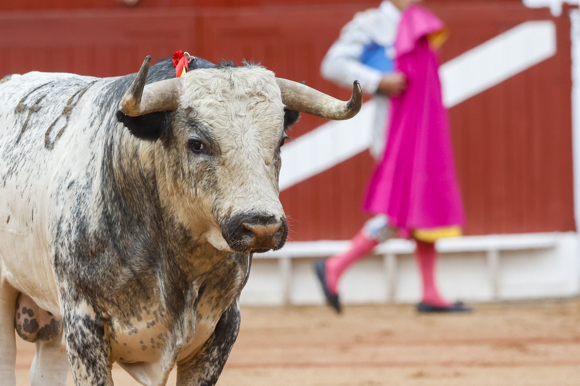 Tercera tarde de toros en la Feria de Begoña de Gijón