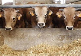 Las elecciones al Consejo Rector de la IGP Ternera Asturiana ya tienen nueva fecha