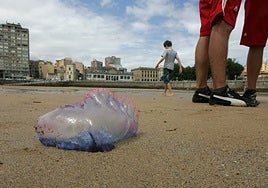 Una carabela portuguesa, en la playa de San Lorenzo, en Gijón.
