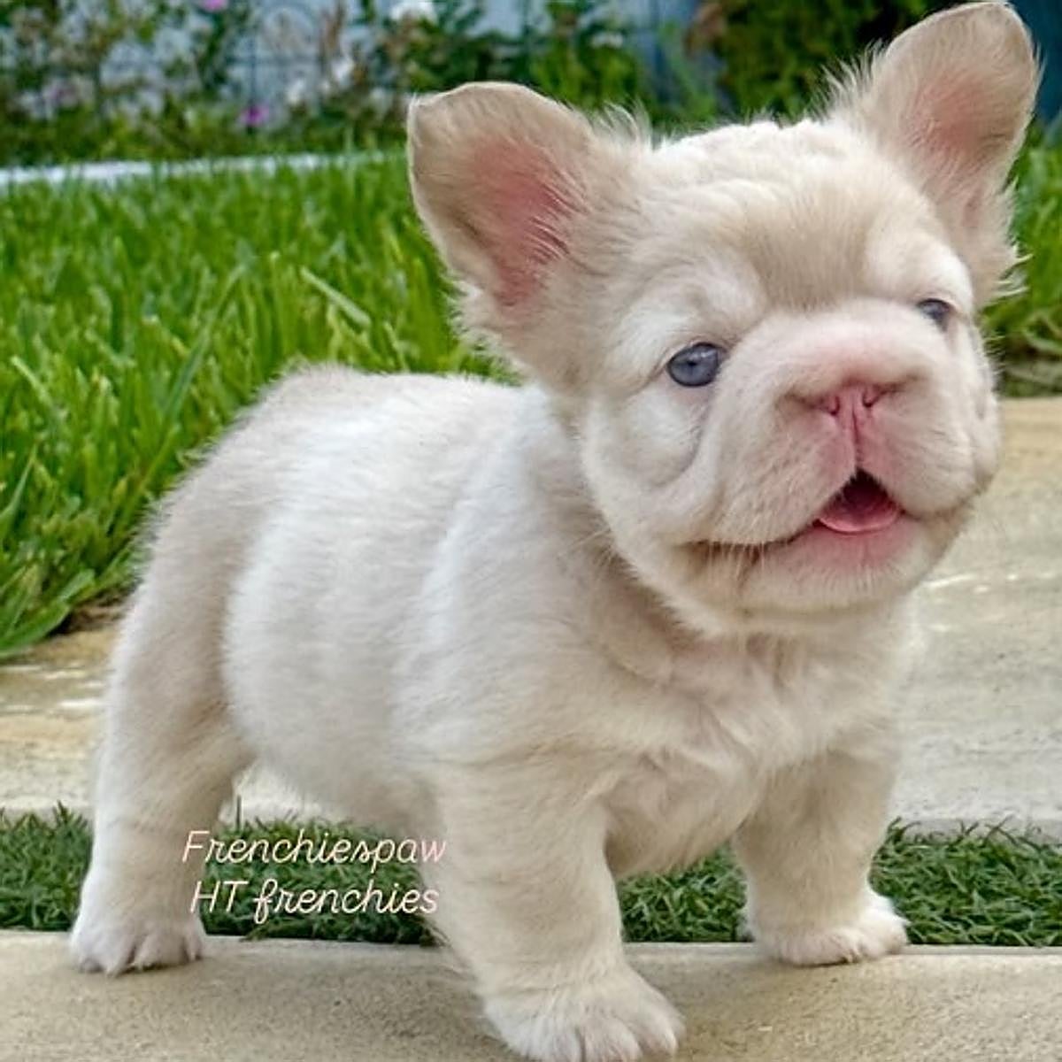 Un ejemplar de perro con el que se ha logrado un pelaje blanco y ojos azules.