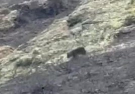 Un oso huye por una zona quemada en el Parque Regional Montaña de Riaño, en León