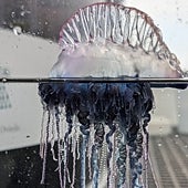 Imagen - La investigación 'Physalia' arrancó en septiembre de 2024 y durará tres años. En los próximos meses se trabajará sobre el terreno en Rapa Nui y Bermudas