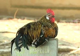 Un gallo descansa en Torrevieja.