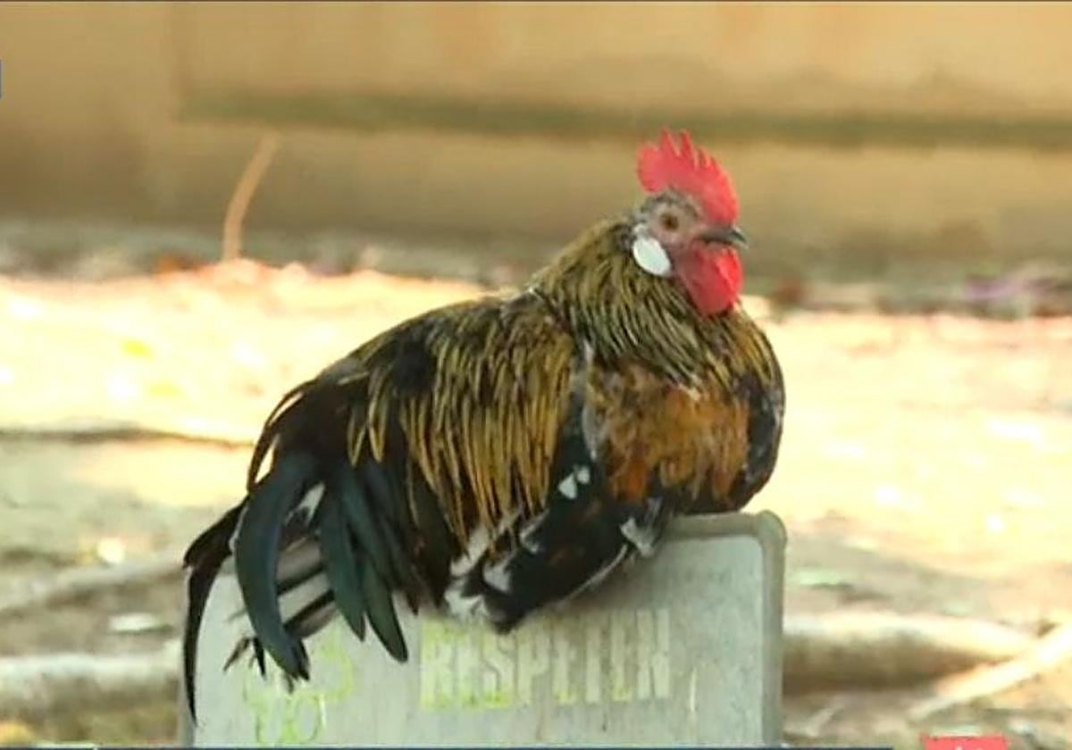 Un gallo descansa en Torrevieja.