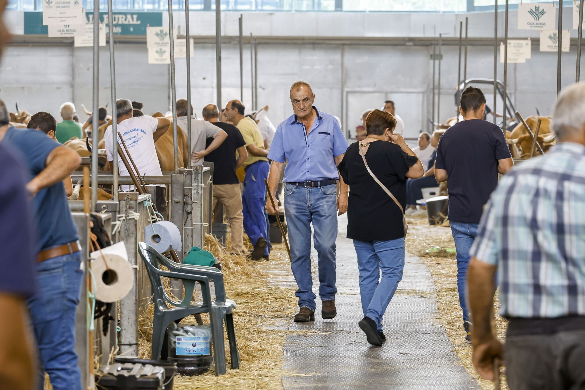 Avilés presume de tradición en el Certamen del Ganado: vacas, asturcones, oveyas xaldas...