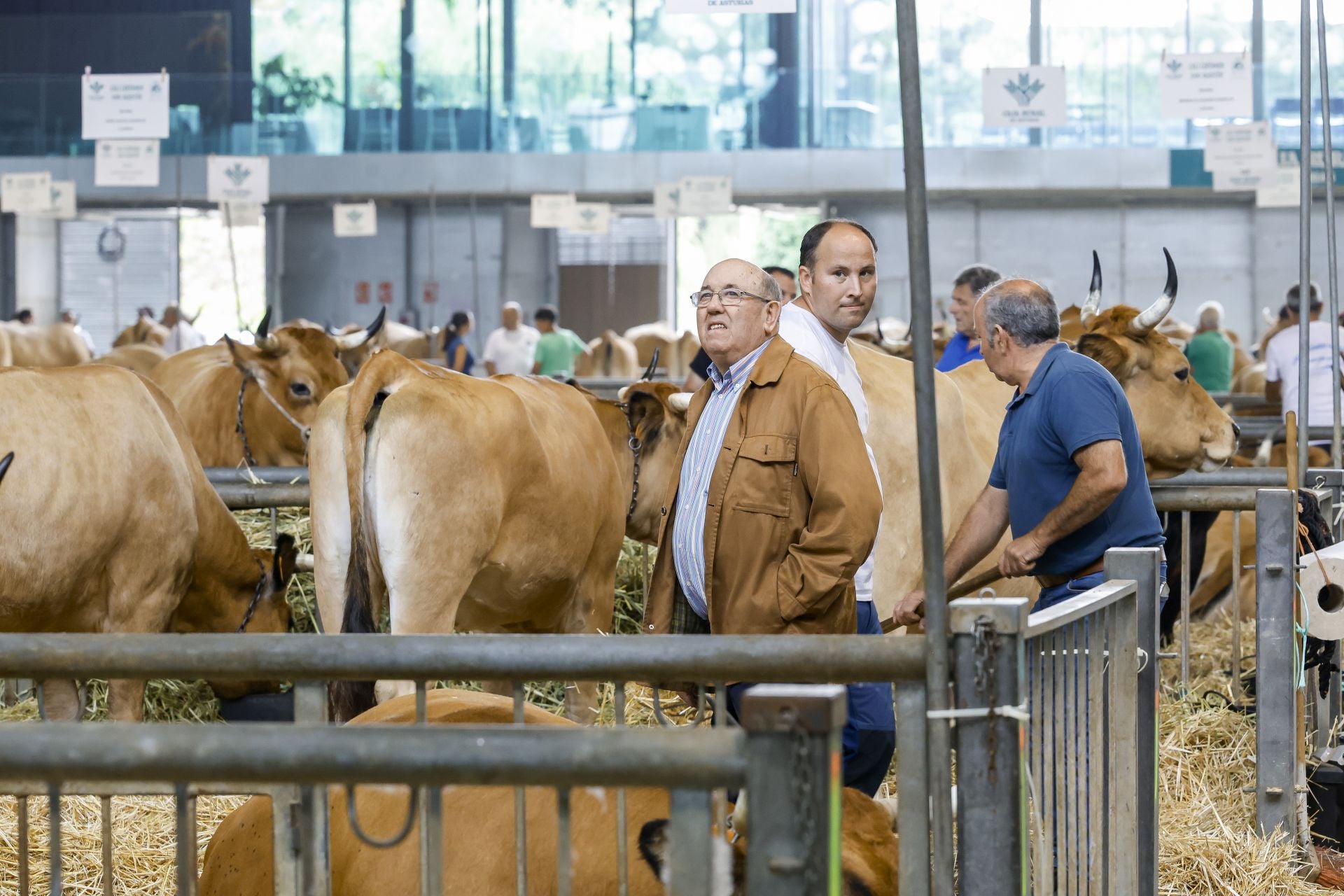 Avilés presume de tradición en el Certamen del Ganado: vacas, asturcones, oveyas xaldas...